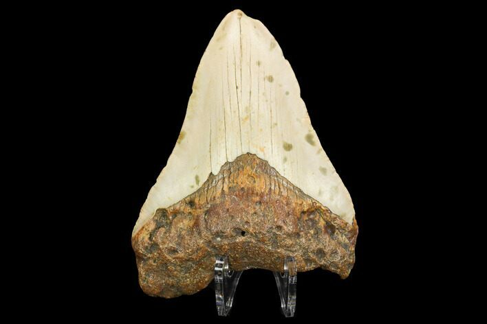Bargain, Fossil Megalodon Tooth - North Carolina #124630
